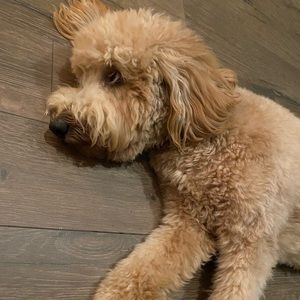 Meet your Posher, Jenny